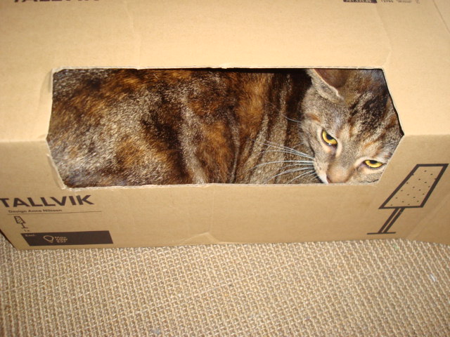 kittykatzis 005.JPG