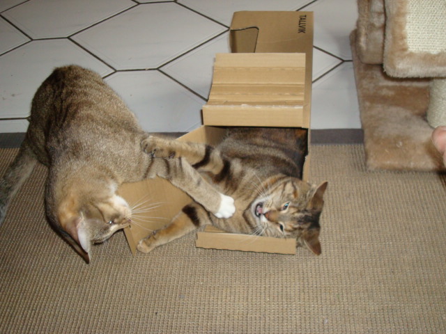 kittykatzis 014.JPG