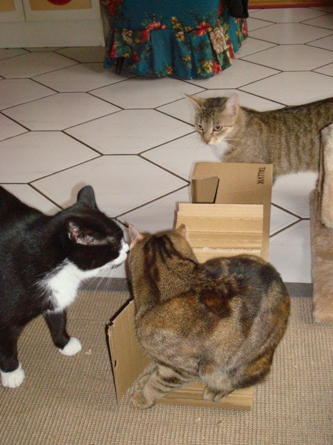 kittykatzis 016.JPG
