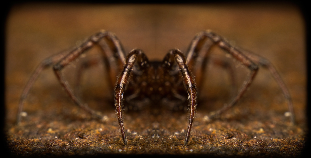 spider.jpg