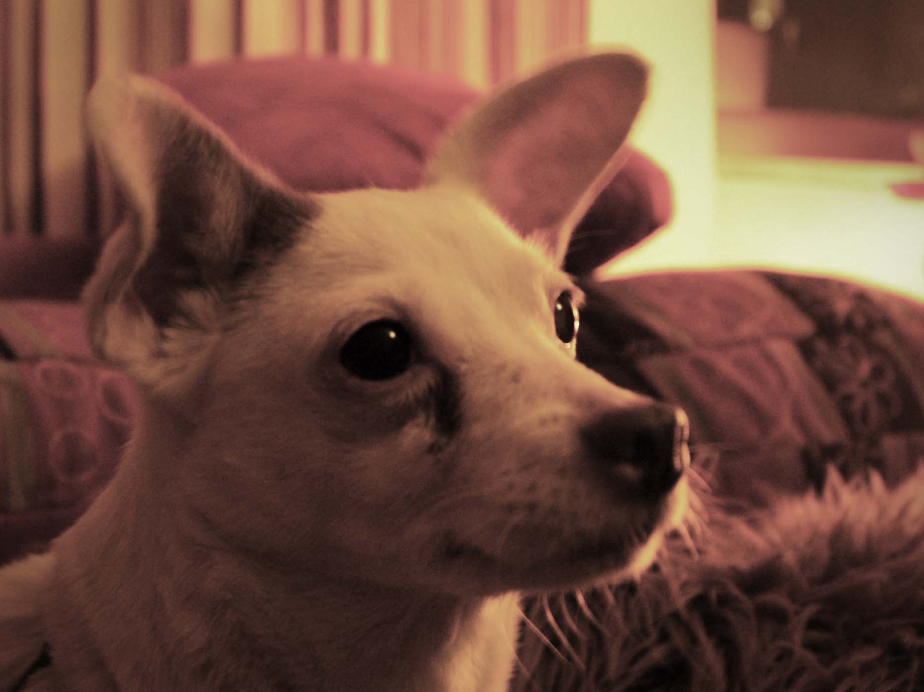 susy3.jpg