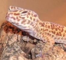 gekko1.jpg