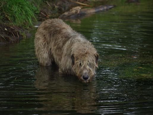 blayney im teich.JPG