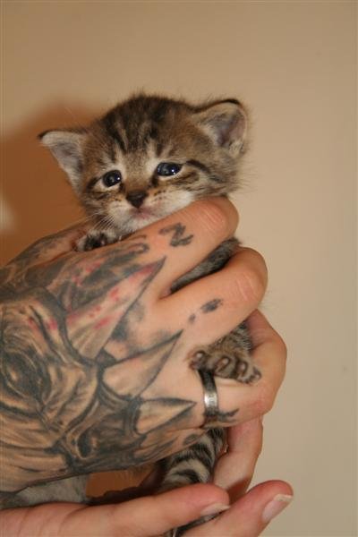 katz2.jpg