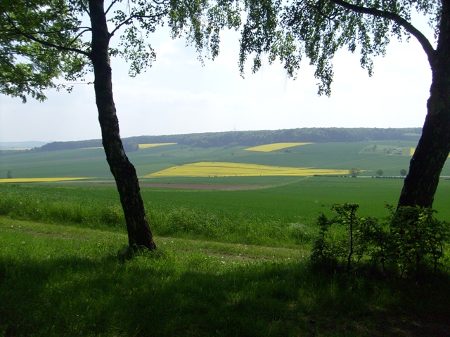 zwischen BÃƒÂ¤umen.JPG