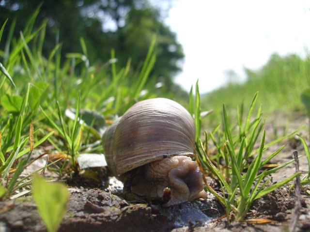 Snail.JPG