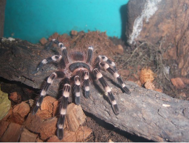 spinne 002.jpg
