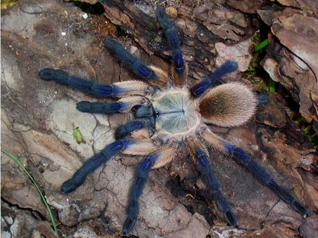 monocentropus_balfouri_03.jpg