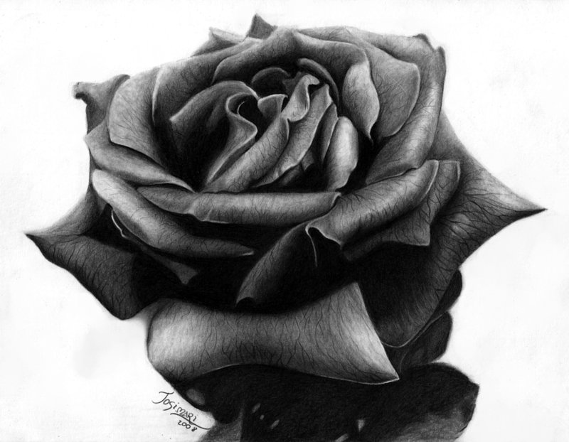 Black_Rose_by_Esteljf.jpg