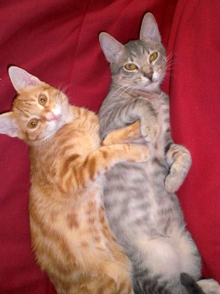 Roux und Leo (3).JPG