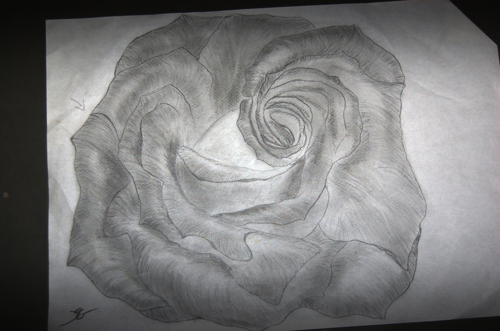 blume  bild 2.jpg