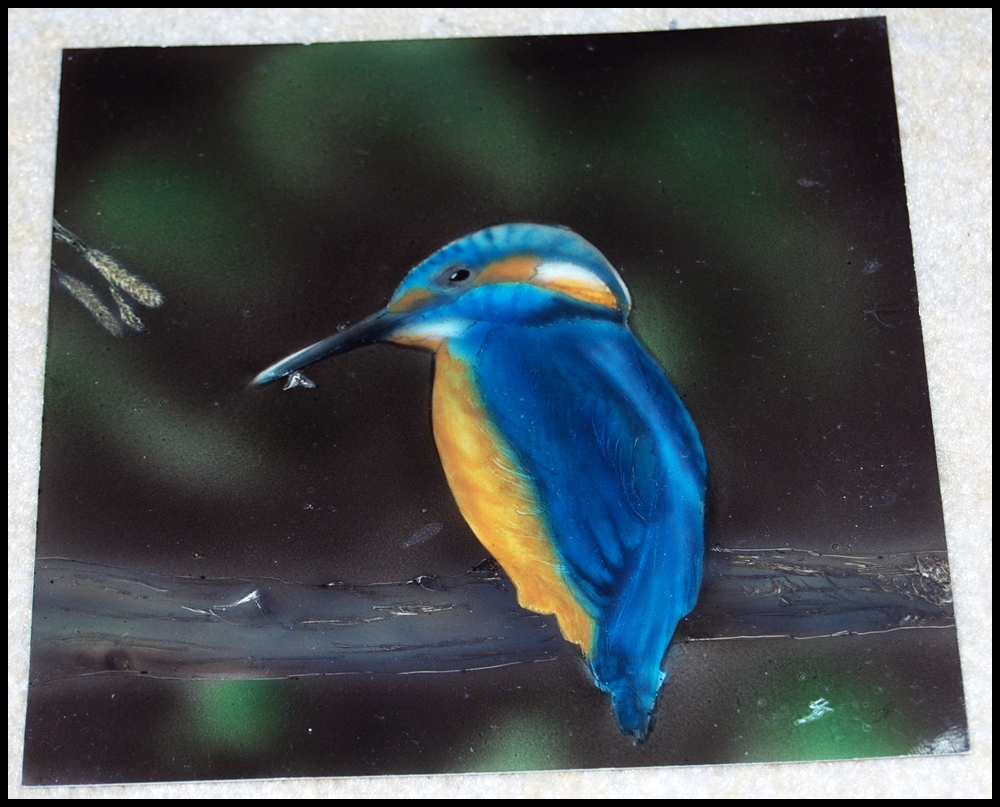 eisvogel.jpg
