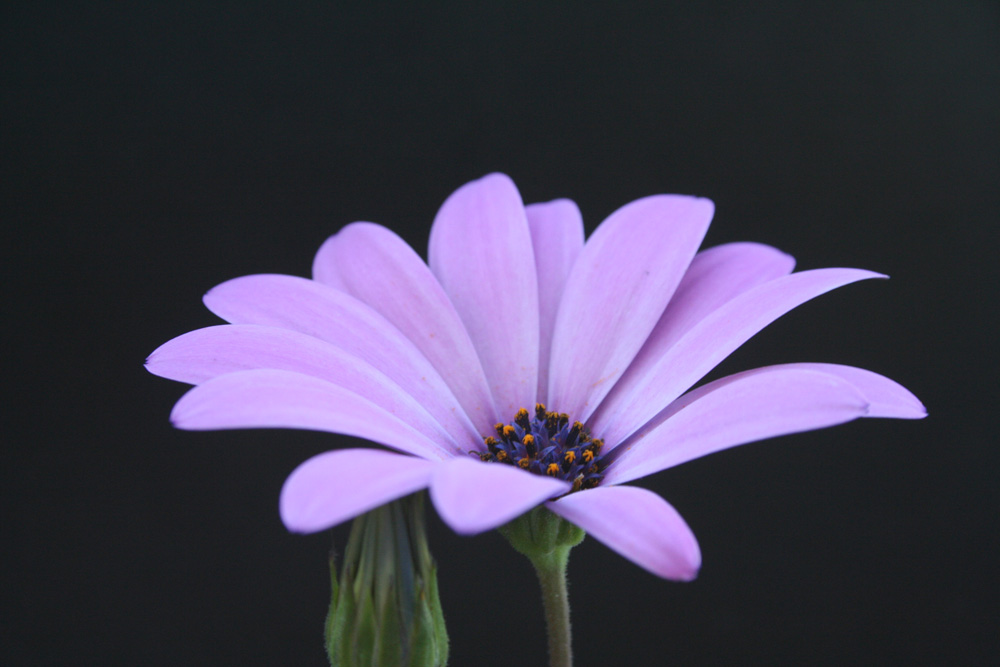 kapstadt-blumen-4g2.jpg