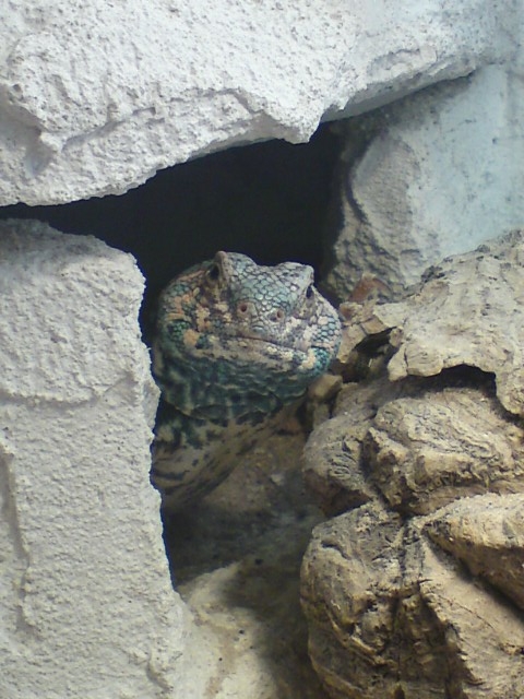 DSC00043_2.JPG