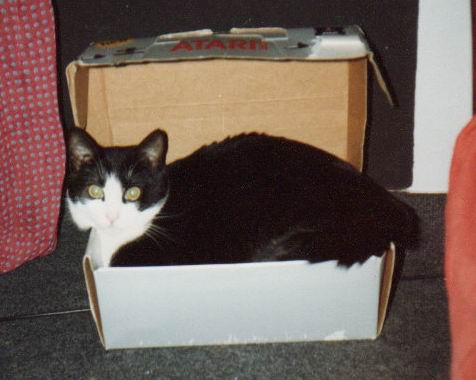6 ataricat.jpg