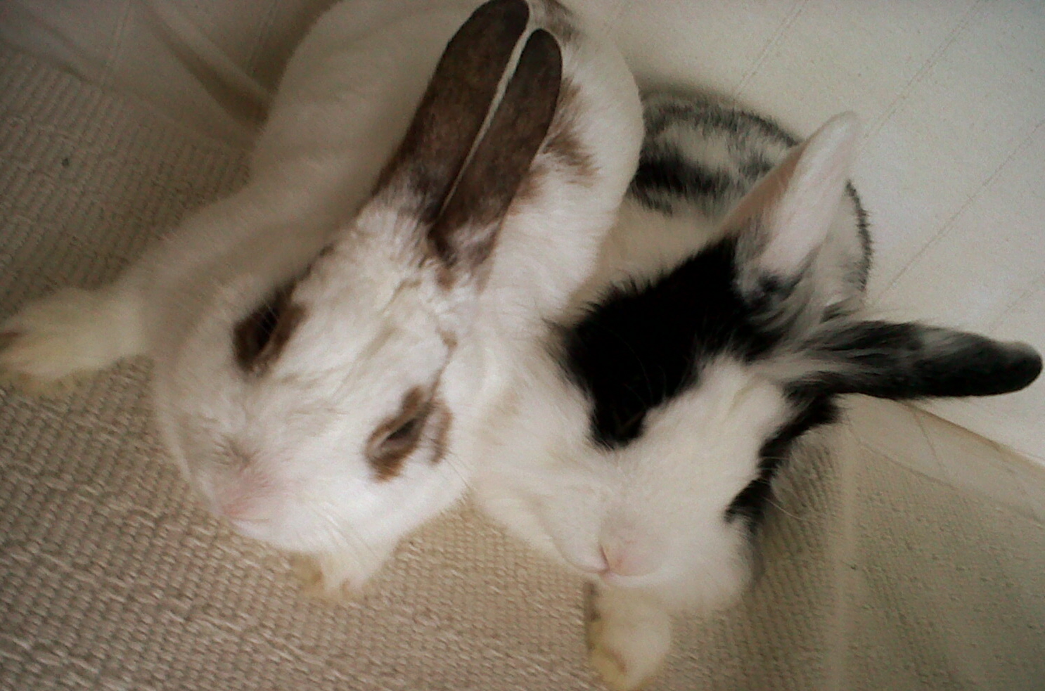 marley & pamuk.jpg