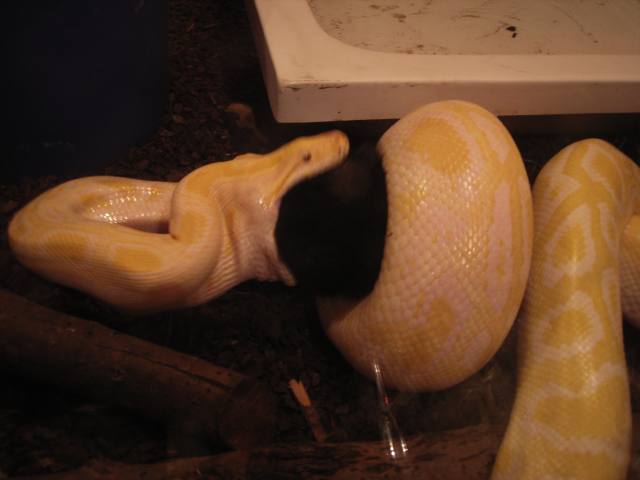 tyson01.jpg