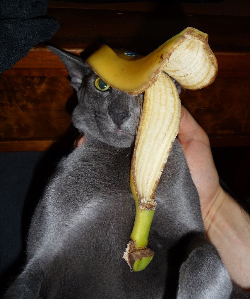 Captain Bananenkopfkleiner.jpg