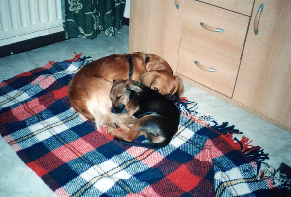 Sheeva und Mandy.jpg