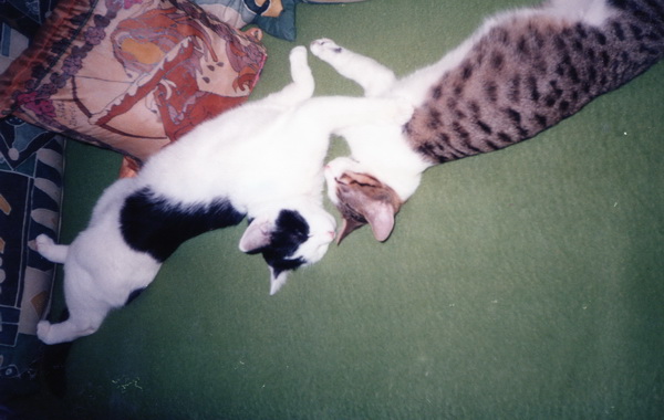 Micky und Peanut (4).jpg