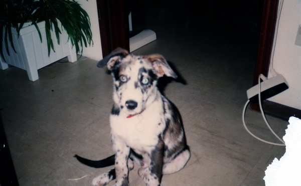 Garry II (4).jpg