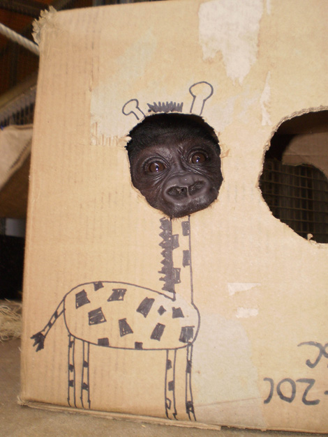 GirAffe.jpg