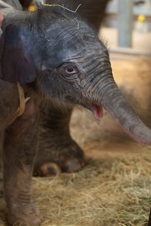 elephant....jpg