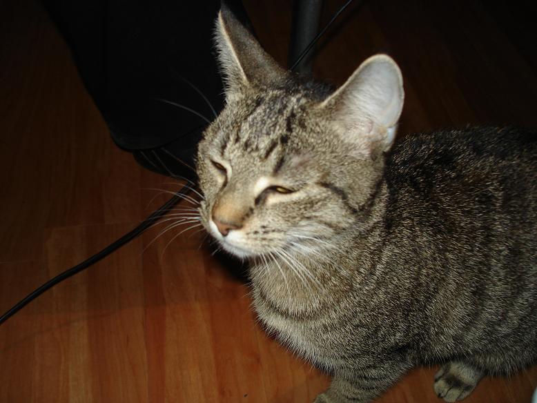 Lilli.JPG