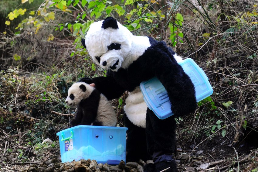 panda.jpg