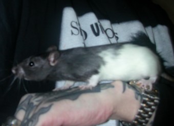 ratte2.jpg