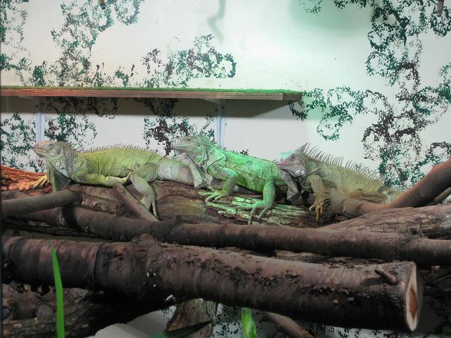 Rasselbande 11.3.11 003.jpg