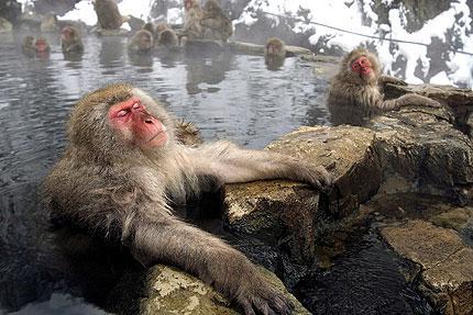 thumbDi_monkeys_bathing_epa_430.jpg