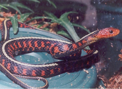 concinnus88.jpg