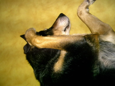 bella1.jpg