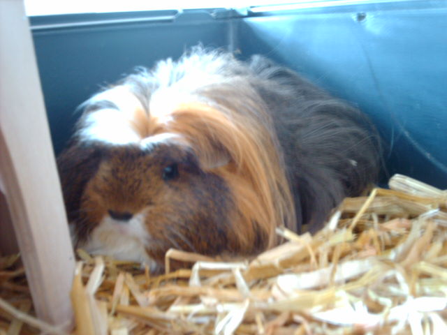 meerschweinis 007.jpg
