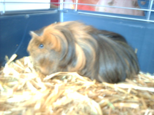meerschweinis 002.jpg