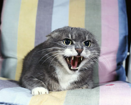 Tempx_katzen_fauchen_g.jpg