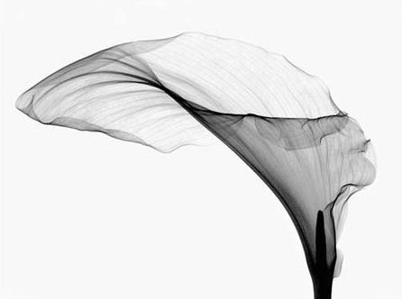 Calla.jpg