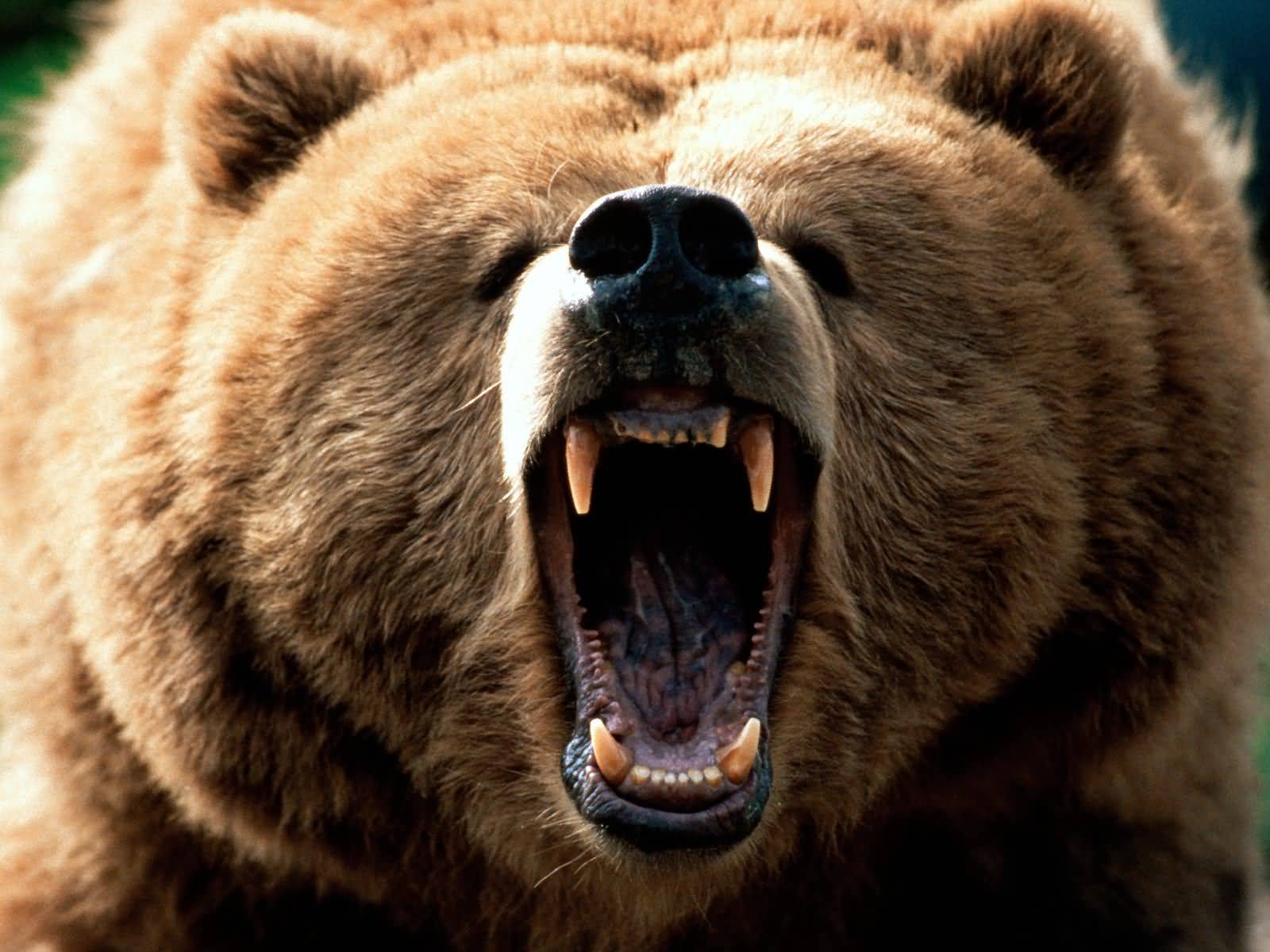 grizzly 1.jpg