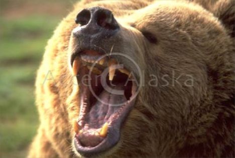 grizzly 3.jpg
