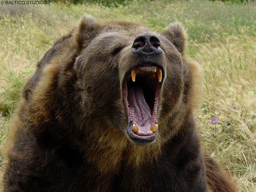 grizzly 5.jpg