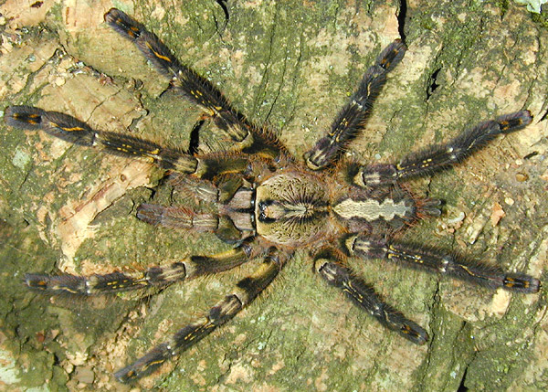 ornata2.jpg