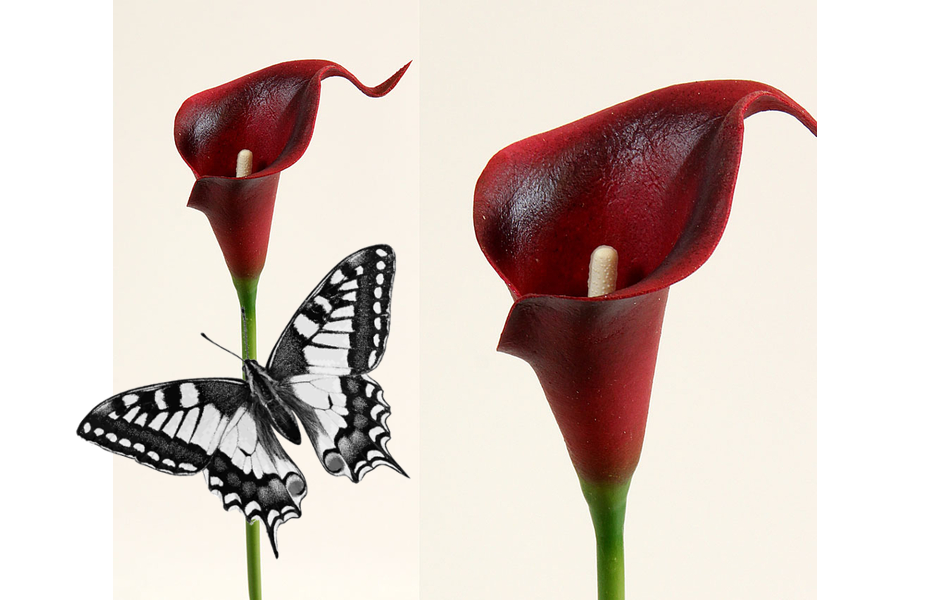 Calla Schmetterling.png