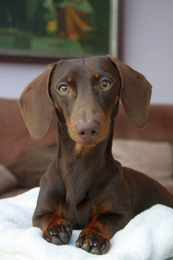 Puppies 2012 031.jpg
