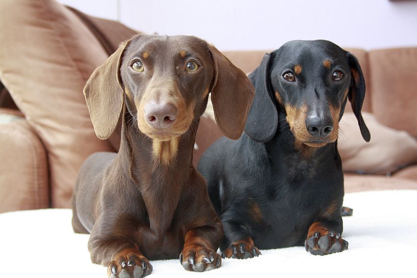 Puppies 2012 038.jpg