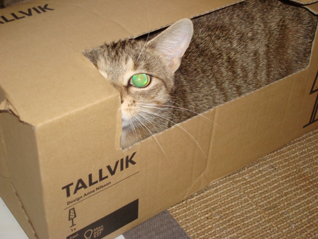kittykatzis 009.JPG