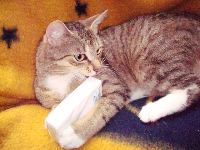 kittykatzis 001.JPG