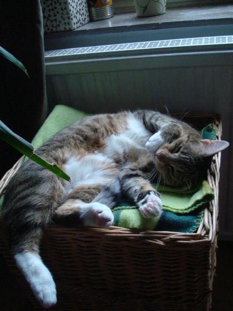 katze schrank und buch 001.JPG
