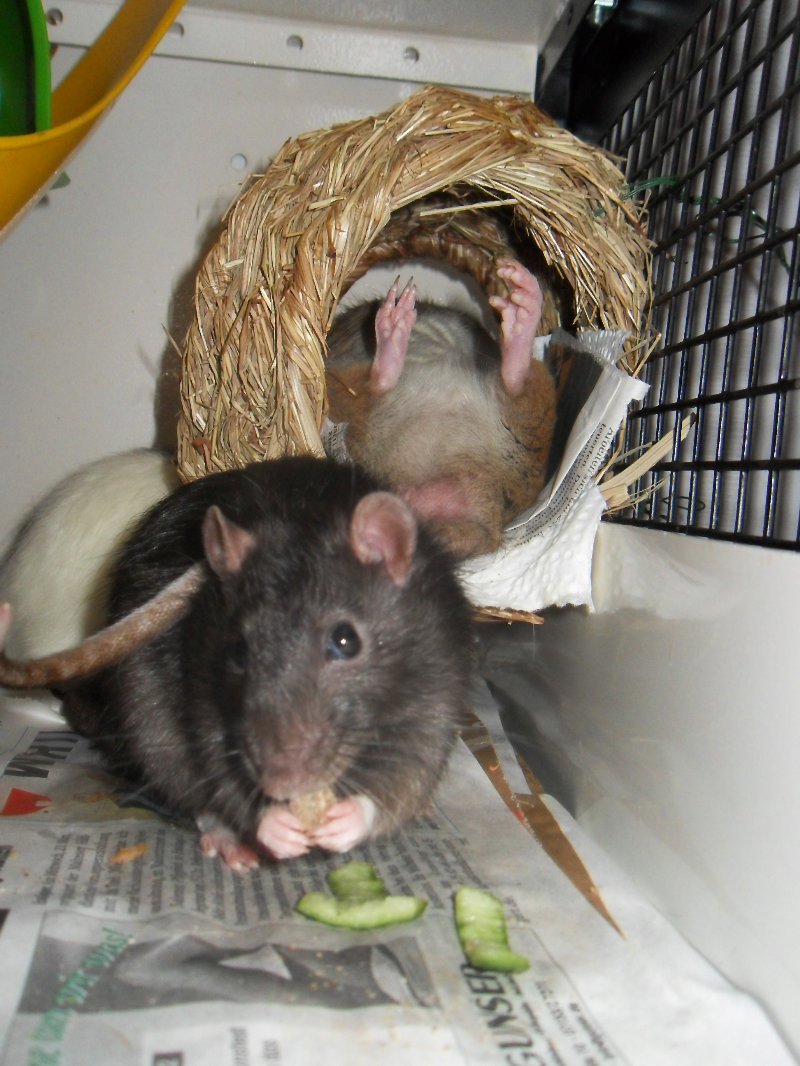 Helge&Elvis.JPG