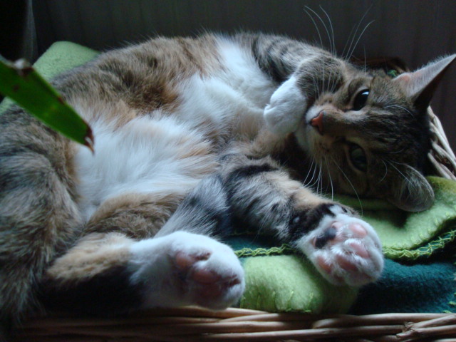 katze schrank und buch 004.JPG
